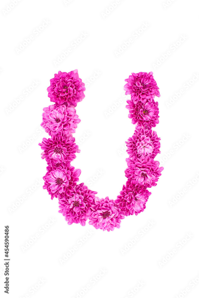 Letter U made of flowers, figures from pink Chrysanthemum, isolated on white background.