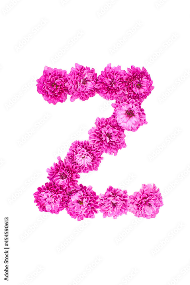 Letter Z made of flowers, figures from pink Chrysanthemum, isolated on white background.