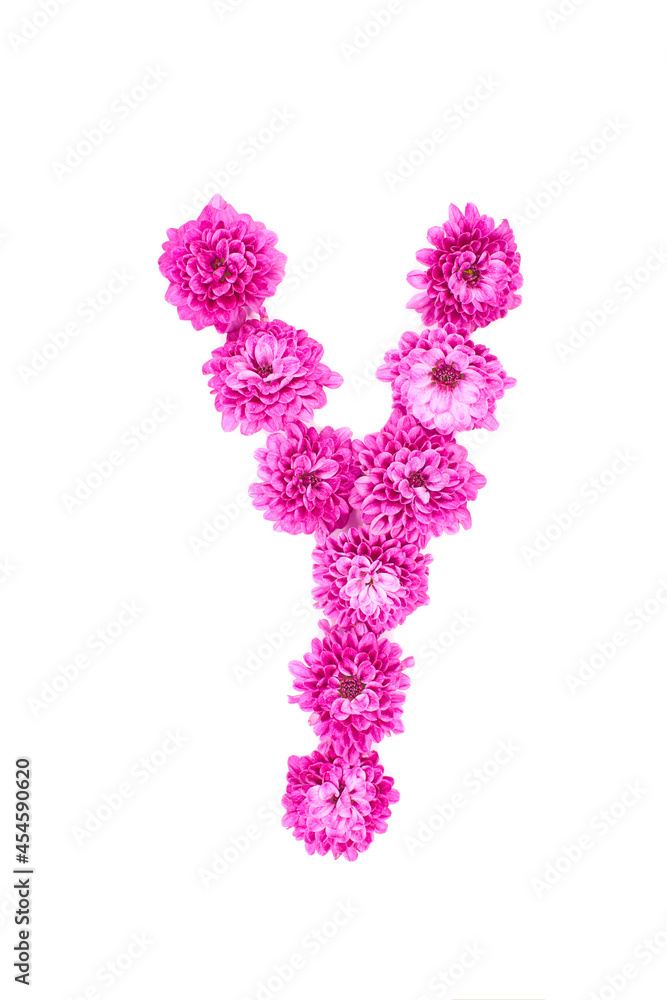 Letter Y made of flowers, figures from pink Chrysanthemum, isolated on white background.