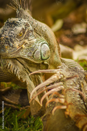 iguana verde escamosa en su habitat