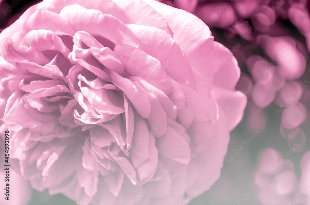 sweet colored rose in pink style for background