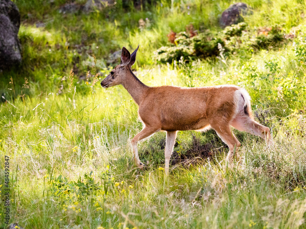 Female mule deer doe walking through grass. Close up side view Female mule deer doe walking through grass. Close up side view