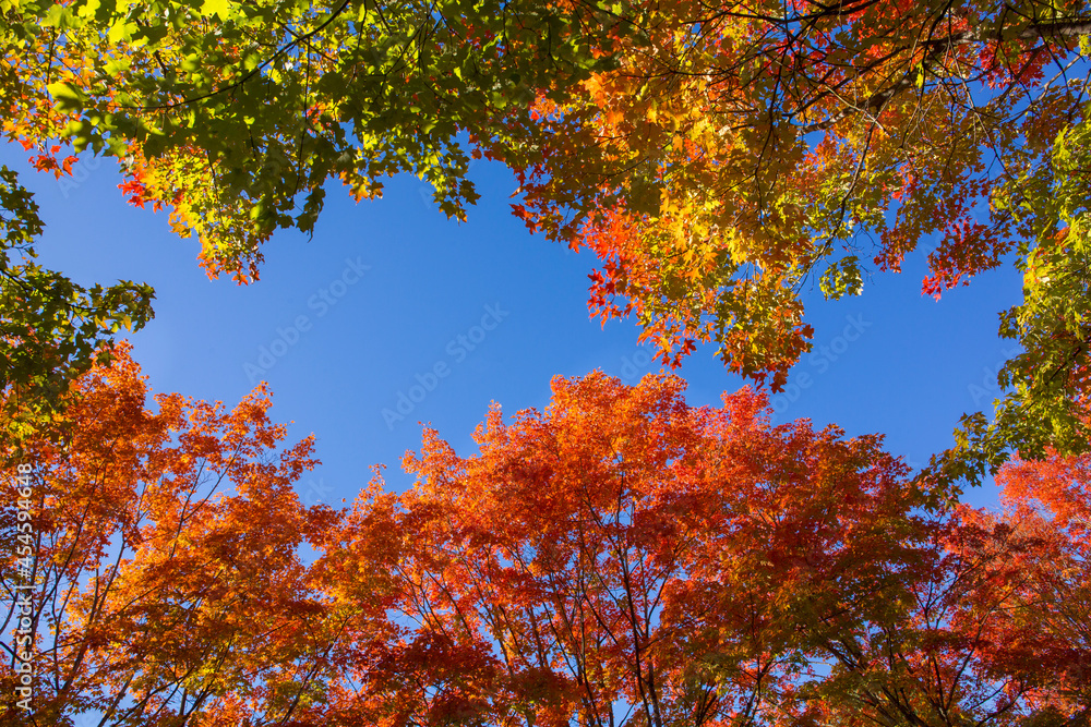 Looking up at beautiful, vibrant colored maple leaves in autumn
Looking up at beautiful, vibrant colored maple leaves in autumn