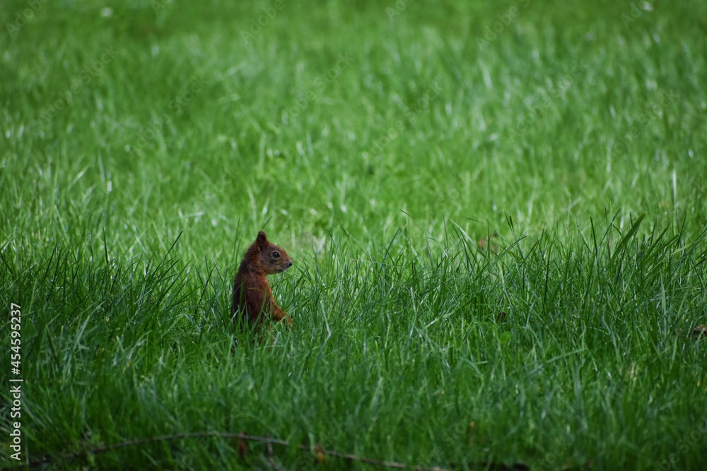 Wiewiórka w trawie - obrazy, fototapety, plakaty 