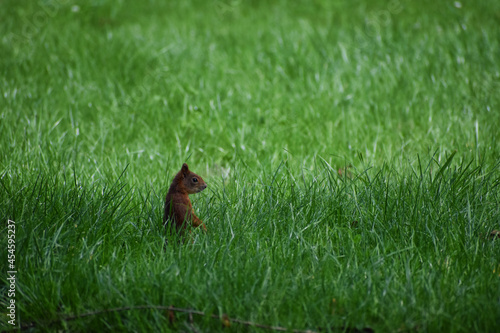 Wiewiórka w trawie © Katarzyna