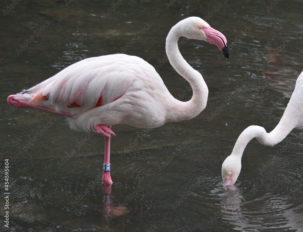 Portrait of a Flamingo