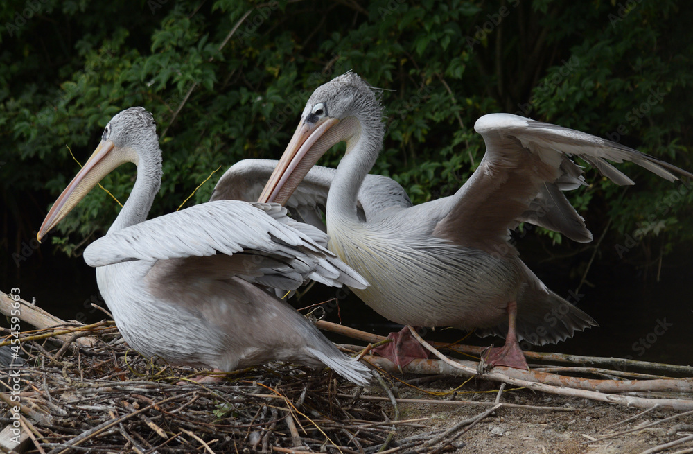 Portrait of two Pelicans on a nest Portrait of two Pelicans on a nest