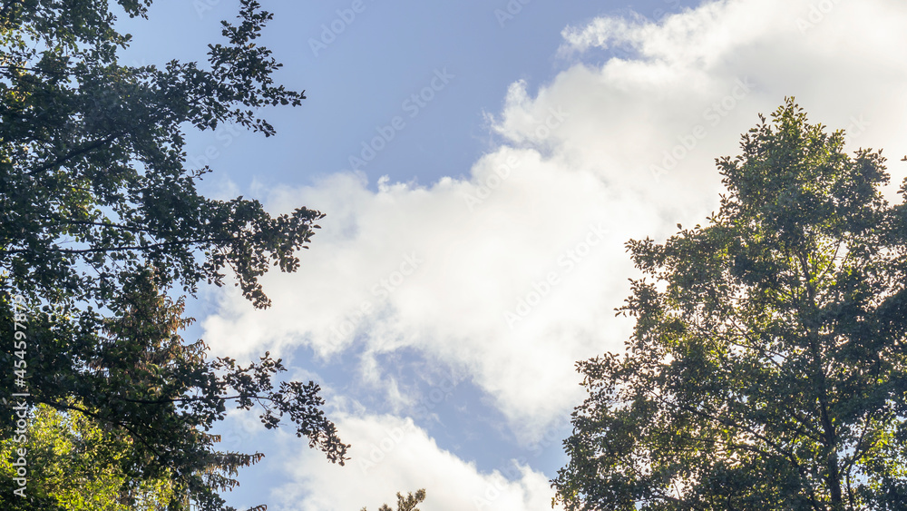 Obraz premium The tops of the trees against a background of blue sky and clouds. Green foliage, natural frame of deciduous tree crowns. Nature concept. Space for text.