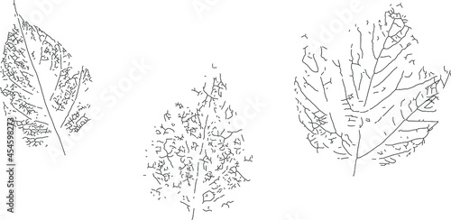 print, ink, grunge, silhouette, outline, sketch, A black imprint of the leaves of different trees on a white background. Vector sketch for printing on T-shirts, the cover of a notebook, and sketchbook © Екатерина Мерзлякова