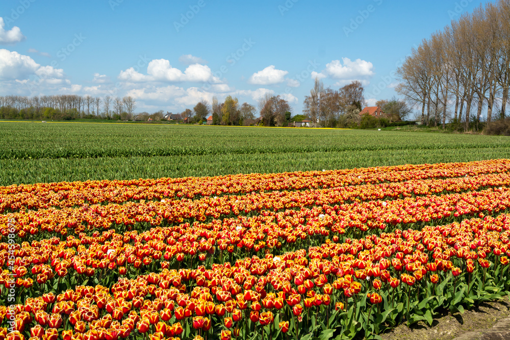 Dutch landscape, colorful tulip flowers fields in blossom in Zeeland province in april