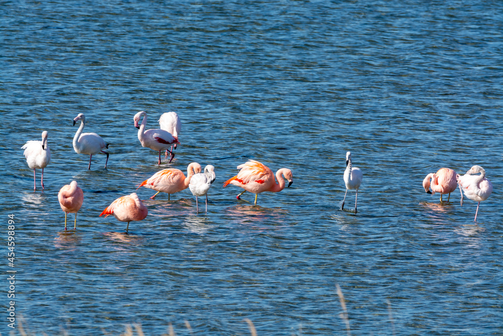 Naklejka premium Colony of pink flamingos wintering in Grevelingen salt lake near Battenoord village in Zeeland, Netherlands