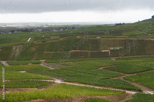 Landscape with green grand cru vineyards near Epernay, region Champagne, France in rainy day. Cultivation of white chardonnay wine grape on chalky soils of Cote des Blancs.