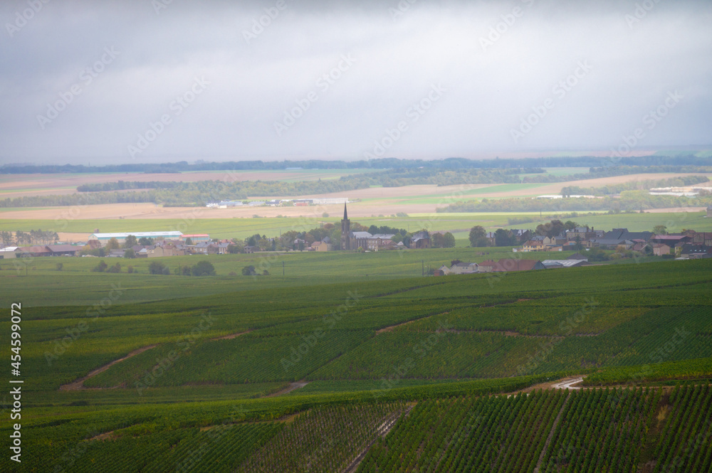 Fototapeta premium Landscape with green grand cru vineyards near Epernay, region Champagne, France in rainy day. Cultivation of white chardonnay wine grape on chalky soils of Cote des Blancs.