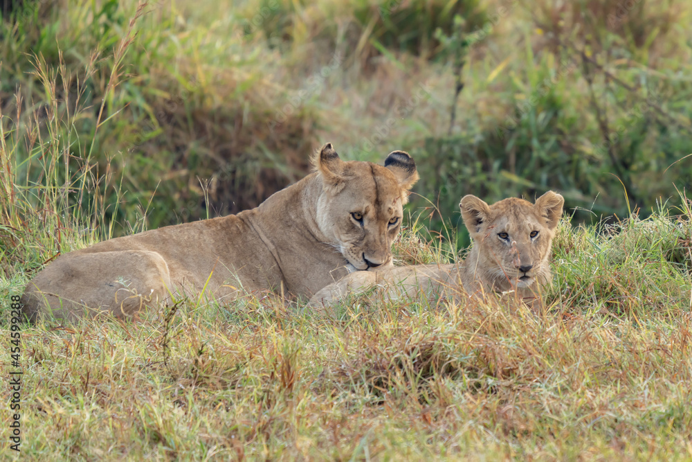 Obraz premium Big lion lying on savannah grass. Landscape with characteristic trees on the plain and hills in the background