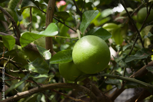 Green citrus fruits hanging on a tree. Summer time