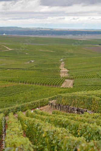 Landscape with green grand cru vineyards near Epernay, region Champagne, France in rainy day. Cultivation of white chardonnay wine grape on chalky soils of Cote des Blancs.