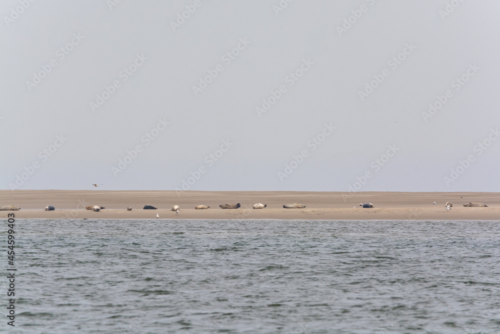 Big colony of sea seals resting on sandy island during low tide near Renesse beach, Zeeland, Netherlands