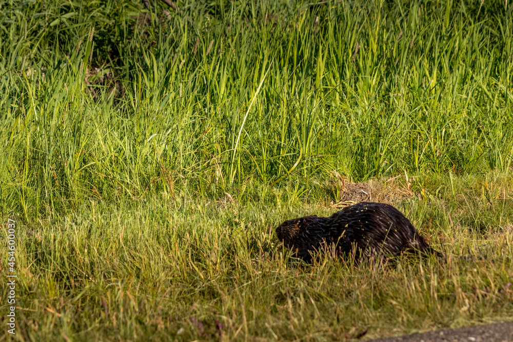 Beaver wanders through the grass Elk Island National Park Alberta Canada Beaver wanders through the grass Elk Island National Park Alberta Canada