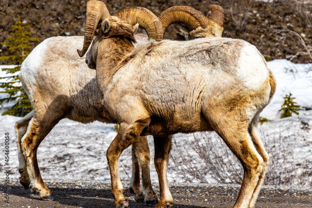 Big Horn Sheep on the roadside. Spray Valley Provincial Park, Alberta, Canada Big Horn Sheep on the roadside. Spray Valley Provincial Park, Alberta, Canada