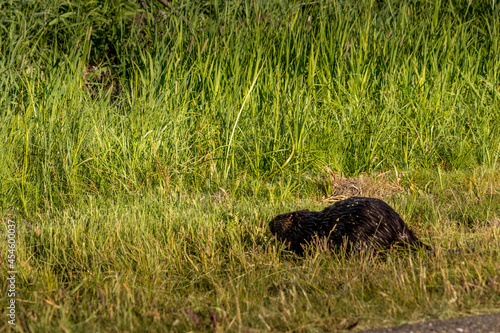 Beaver wanders through the grass Elk Island National Park Alberta Canada photo