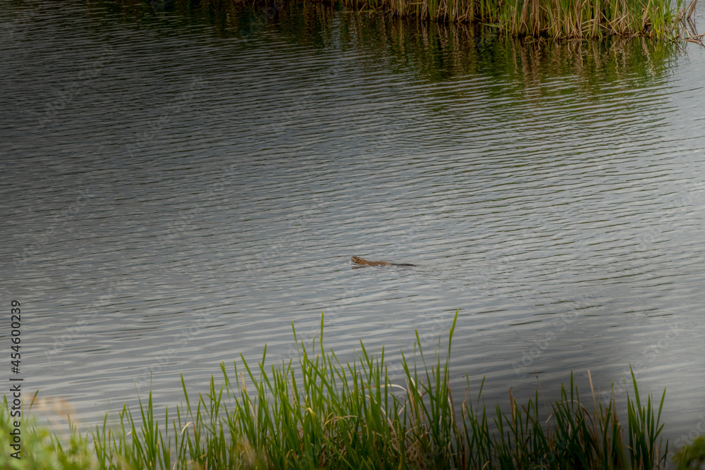 Fototapeta premium Muscat swimming and feathering nest Kneehill County Alberta Canada