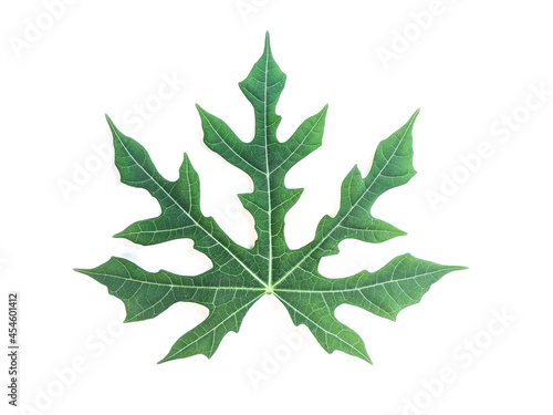 chaya or Cnidoscolus aconitifolius leaf on isolated white background photo