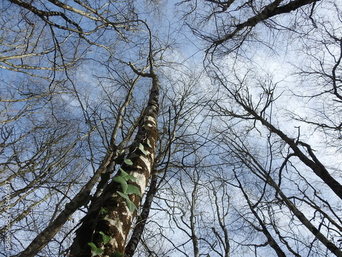 Nature, arbres, ciel