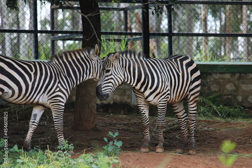 zebra in the zoo