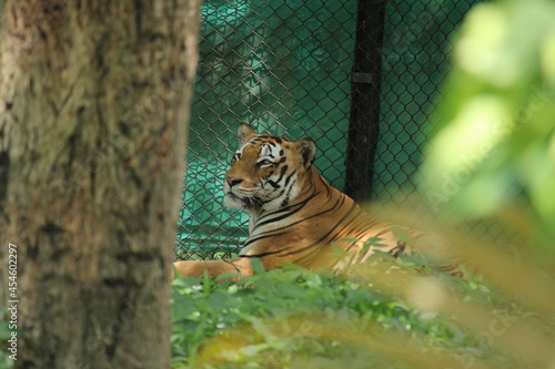 tiger in the zoo © anzar