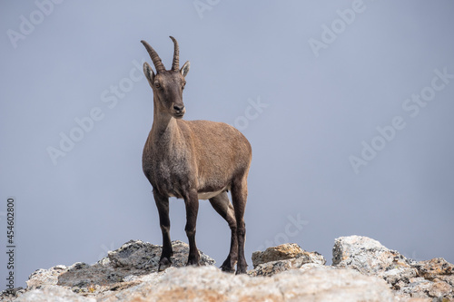 Chamois in mountais  Italian Alps   