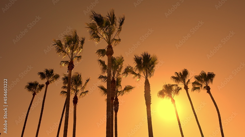 The leaves of a California palm tree sway in the wind against background of sunset. Yellow sun goes down. Slow motion.