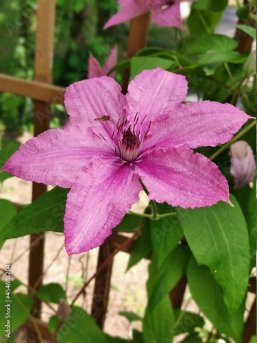 Beaute,fleur
