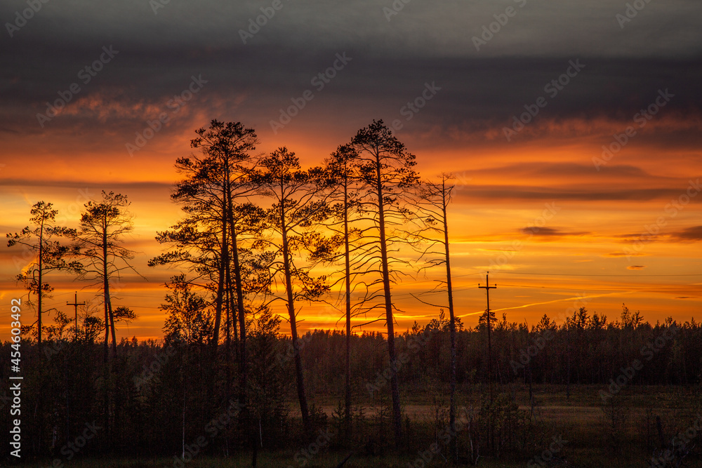 trees on the background of a fiery summer sunset trees on the background of a fiery summer sunset