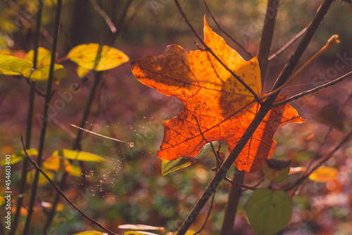 A maple leaf in autumn colors is clinging to a branch, a small spider web, autumn time