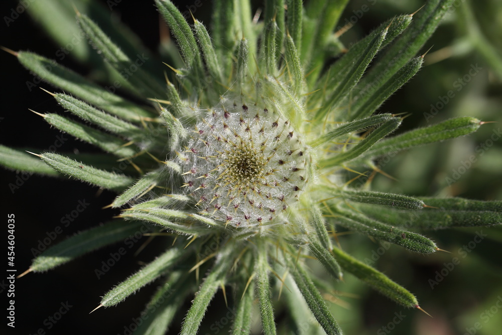 Wollkopf-Kratzdistel Wollkopf-Kratzdistel