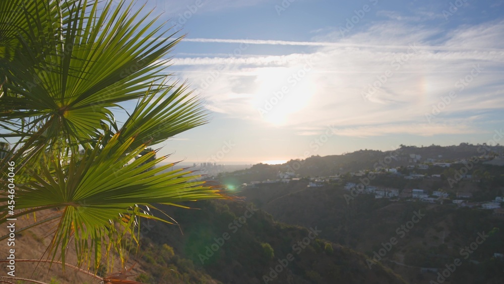 The leaves of a California palm tree sway in the wind against the blue sky. Bright sunny day. View of Los Angeles from Beverly Hills.