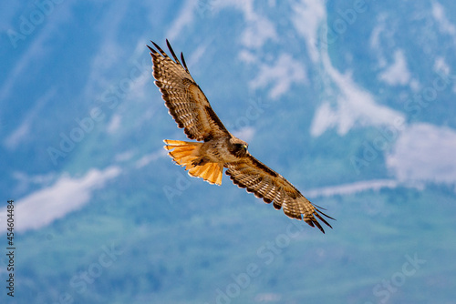 red tail hawk