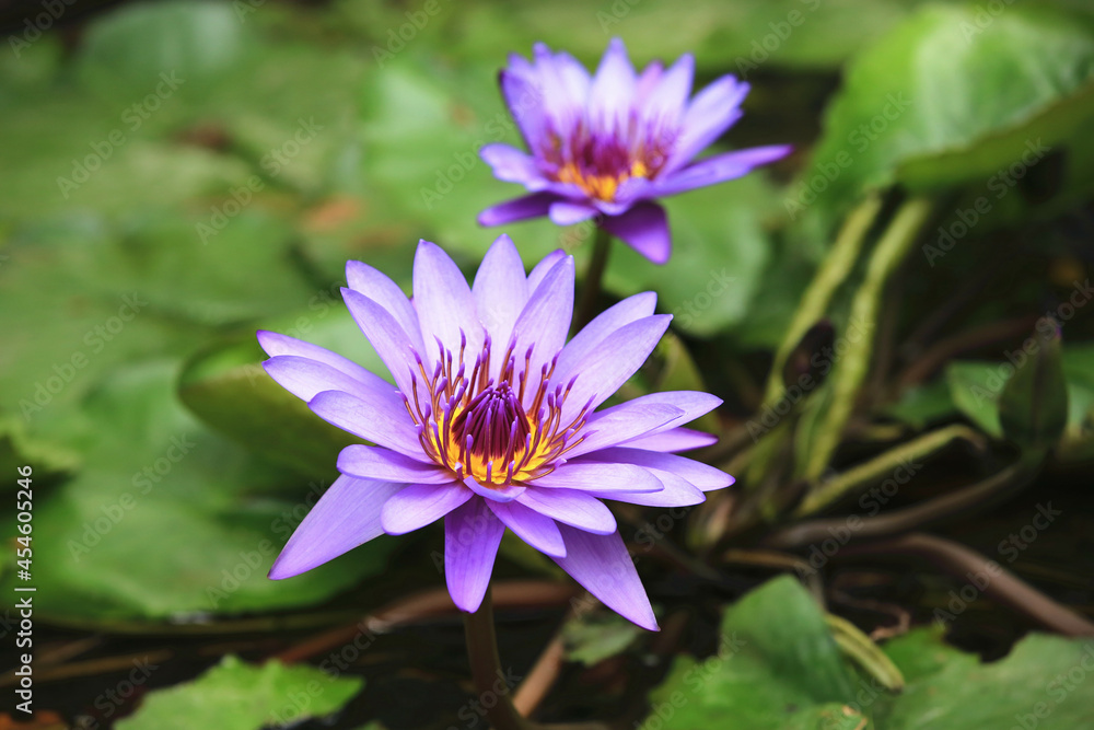 Water Lily flowers and green leaves,beautiful purple flowers blooming in the pond in autumn,close-up Water Lily flowers and green leaves,beautiful purple flowers blooming in the pond in autumn,close-up