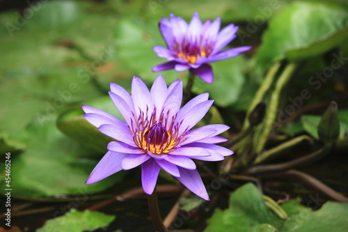 Water Lily flowers and green leaves beautiful purple flowers blooming in the pond in autumn close-up