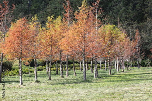 Beautiful view of Bald Cypress trees,colorful trees growing on the field in autumn 