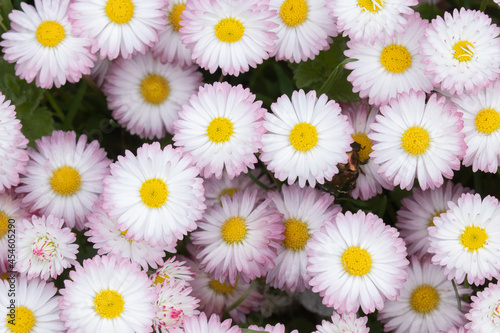 Spring bedding of a flowering English daisy  Bellis perennis in Northern Europe. 