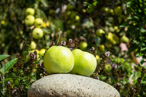 Green apples, whole and sliced with leaves and ice . On a rustic stone table. Free space for text . Top view