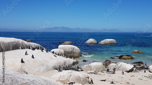 South African penguins at the Boulders beach