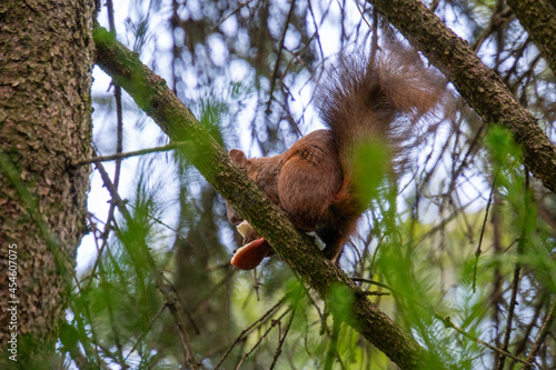 Eichhörnchen sitzt auf einem Baum © Patrick
