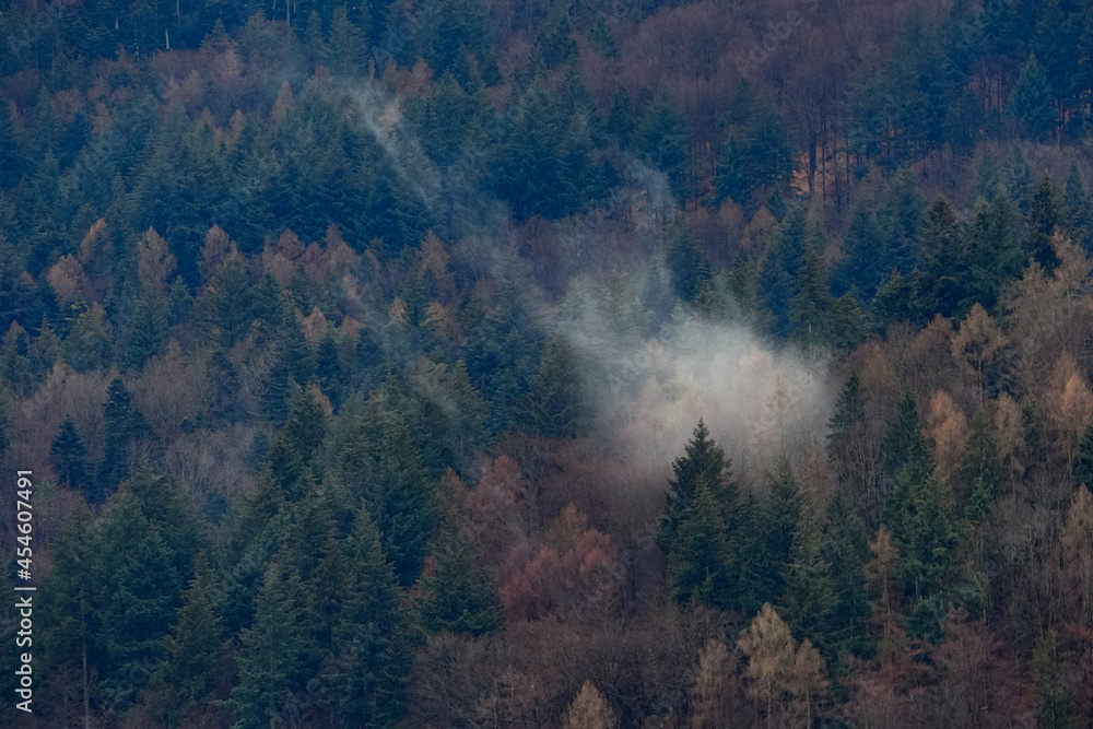 Cinematic fog in front of a forest Cinematic fog in front of a forest