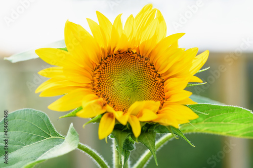 Yellow sunflower in the garden on a sunny day. Summer and autumn background