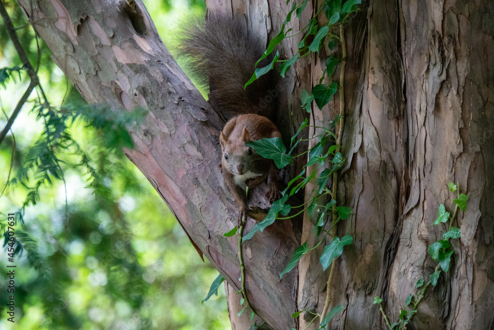 Eichhörnchen sitzt auf einem Baum