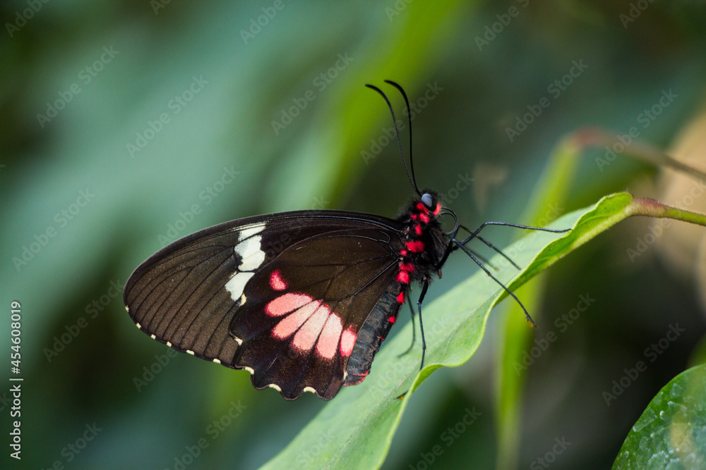 (eurasian) white admiral (limenitis camilla) (eurasian) white admiral (limenitis camilla)