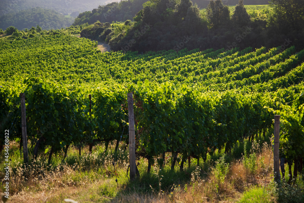 Naklejka premium Toscana , campagna toscana vigneti e colline 