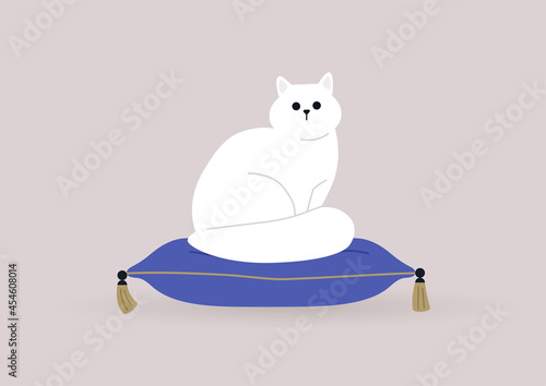 A cat sitting on a pillow with golden tassels, domestic pets
